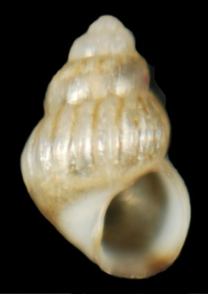 Pusillina inconspicua